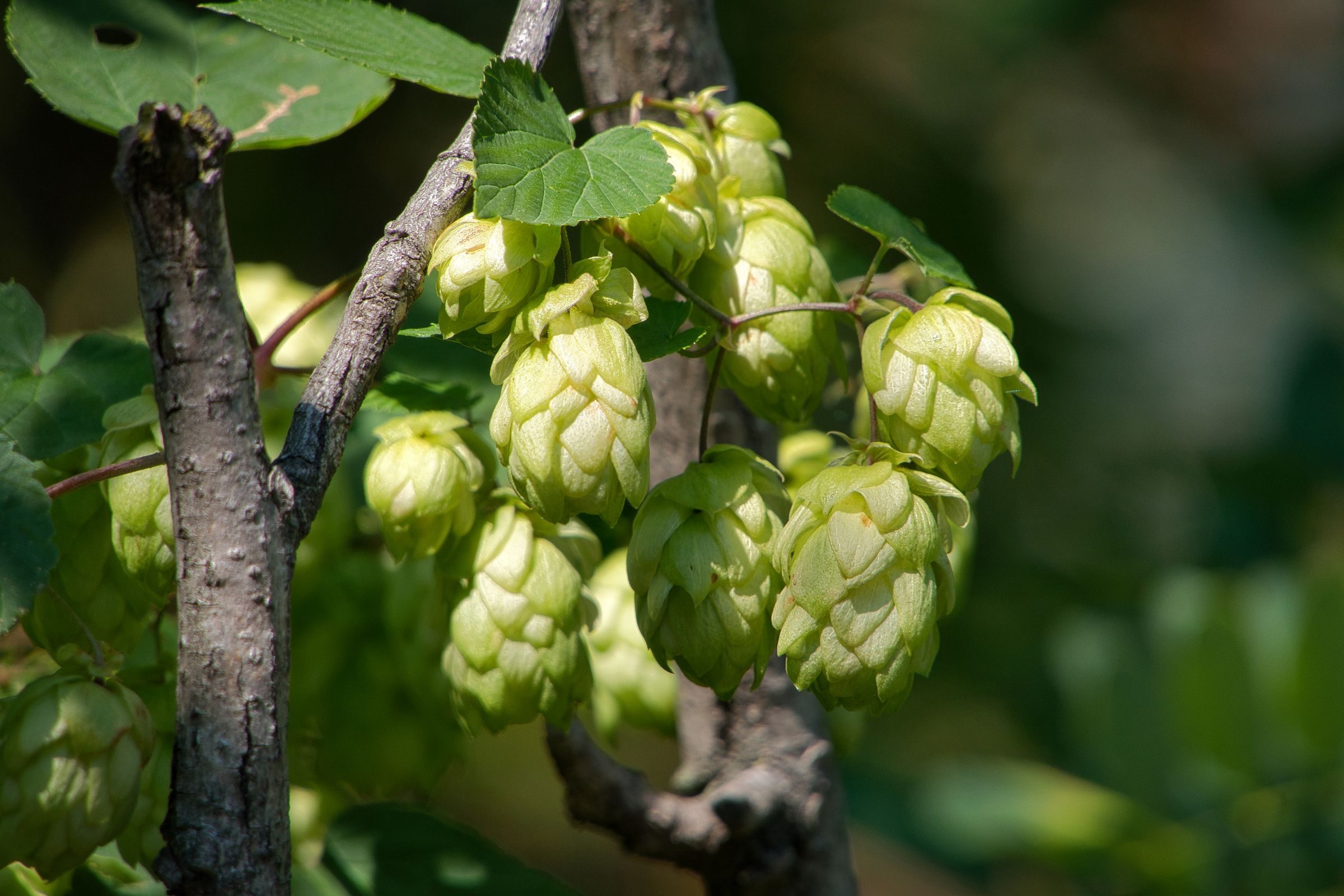 Cônes de houblon frais